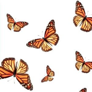 Meet your Posher, Chloe